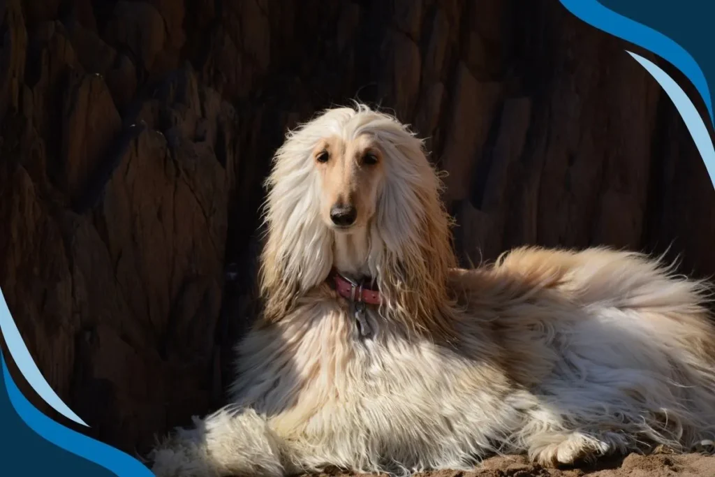 Afghan Hound