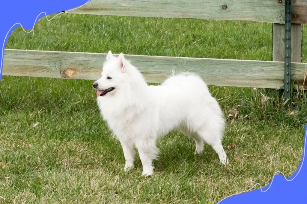 American Eskimo Dog