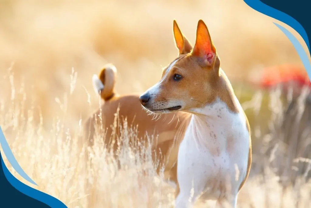 Basenji