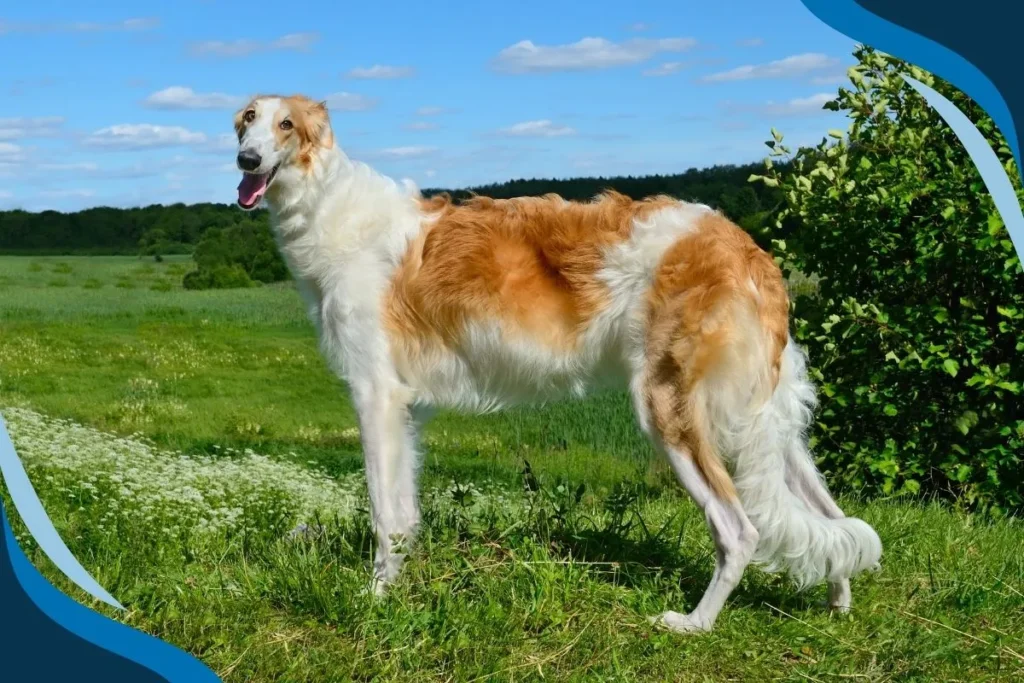 Borzoi