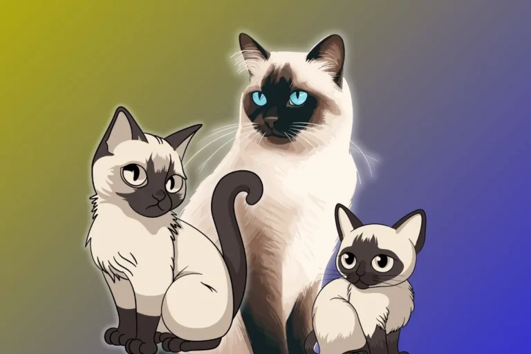 Breeds of Siamese Cats