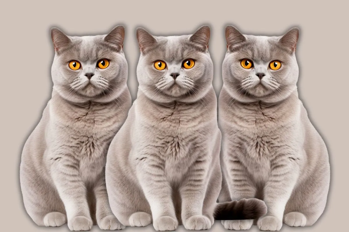 British Shorthair Cat Breeder