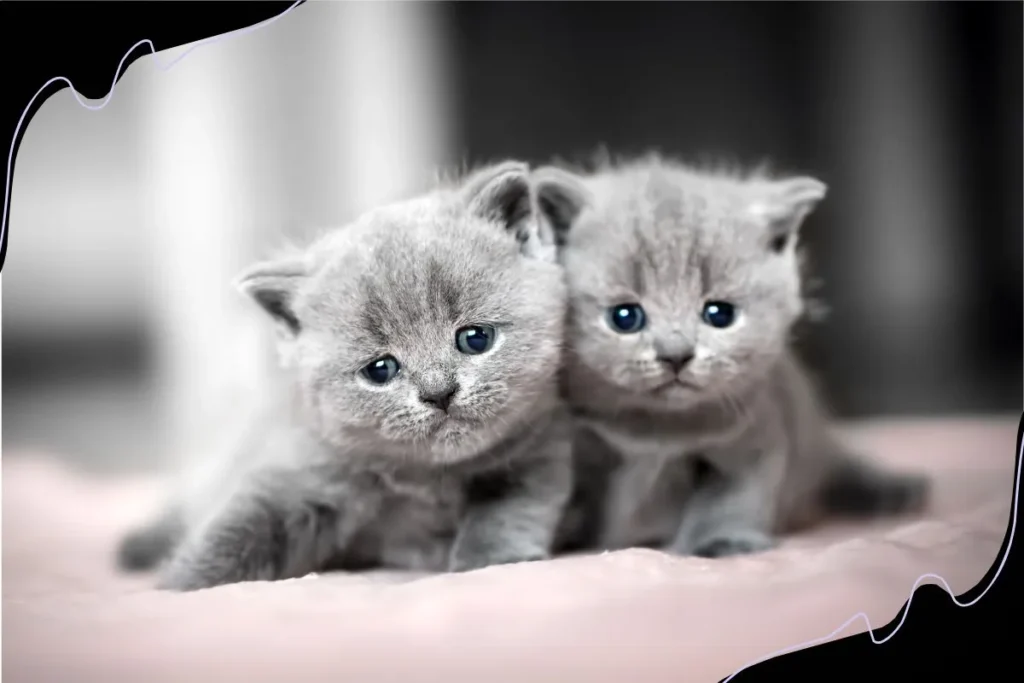 British Shorthair kittens