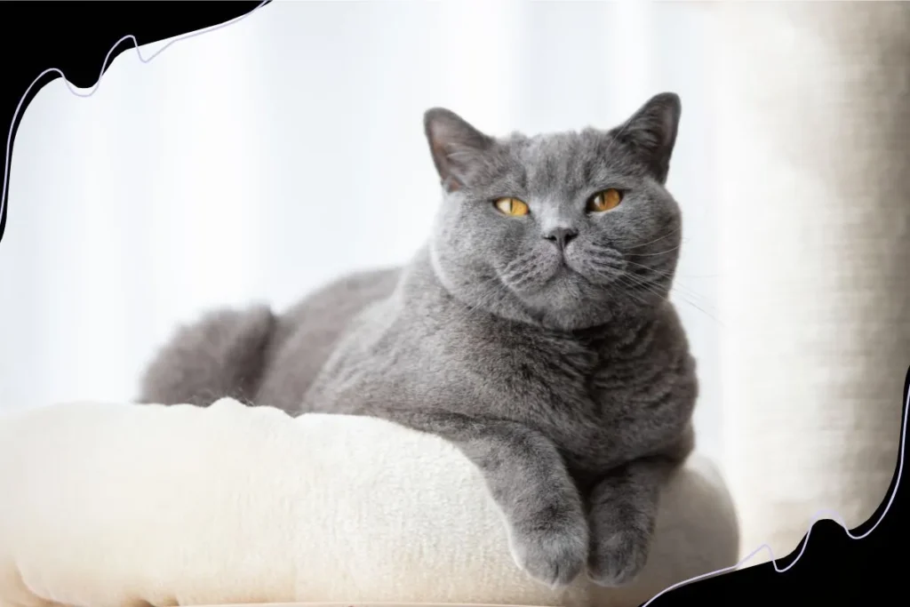 British Shorthair grooming