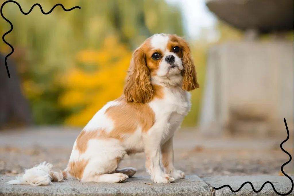 Cavalier King Charles Spaniel