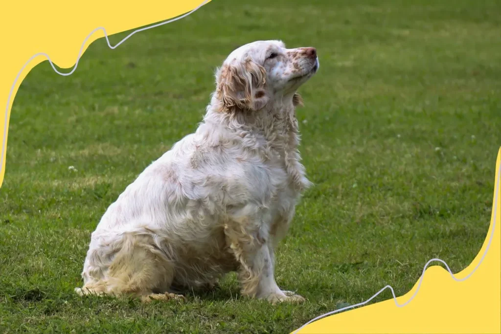 Clumber Spaniel