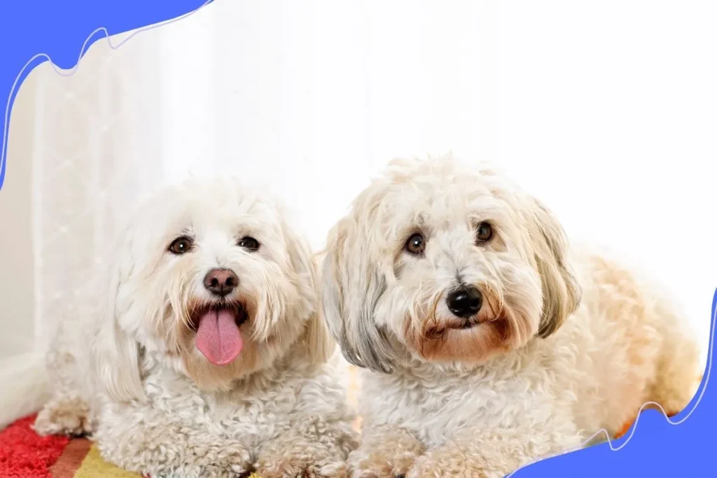 Cotonde Tulear