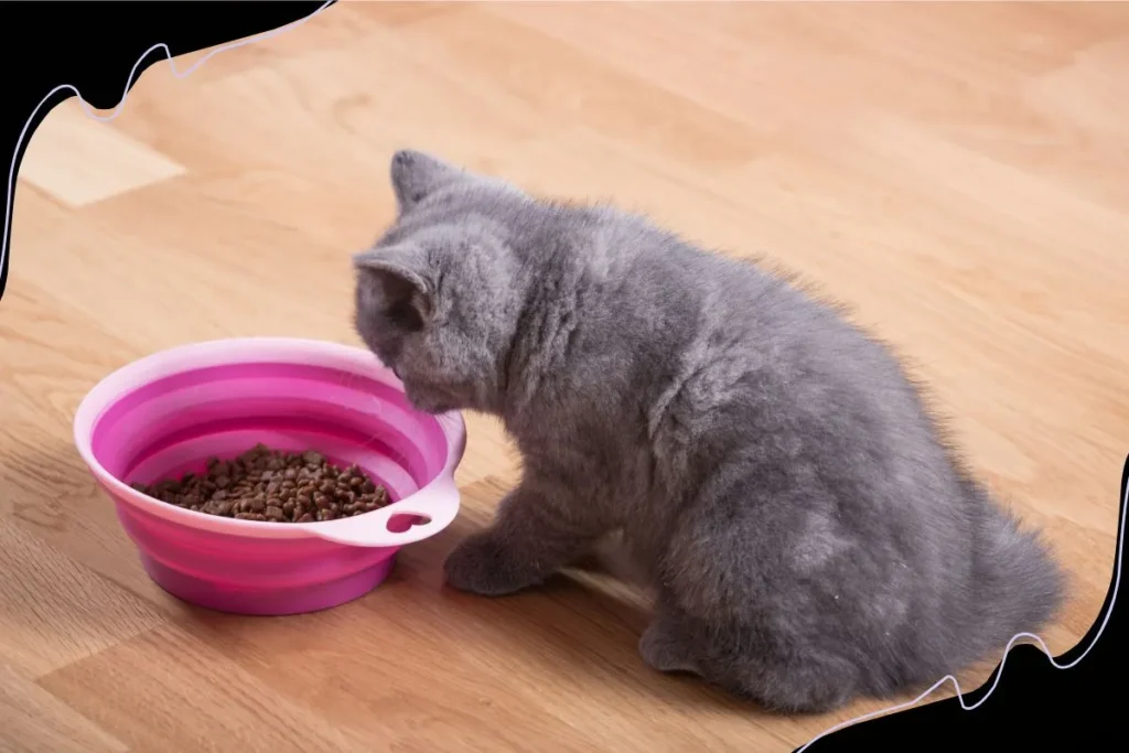 Diet for British Shorthair Cats