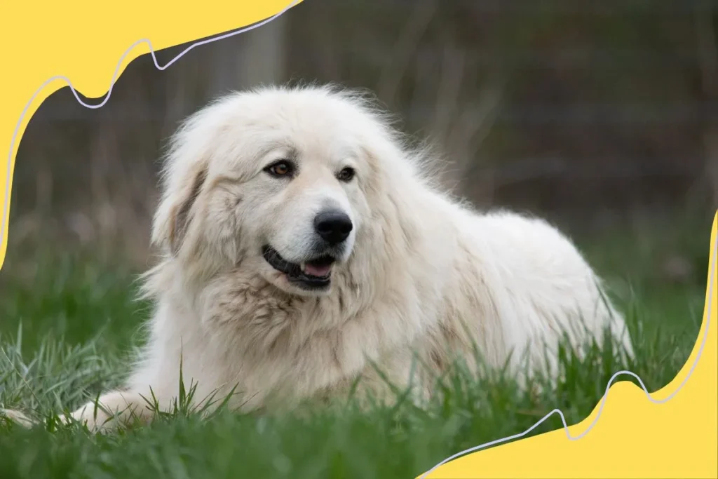 Great Pyrenees