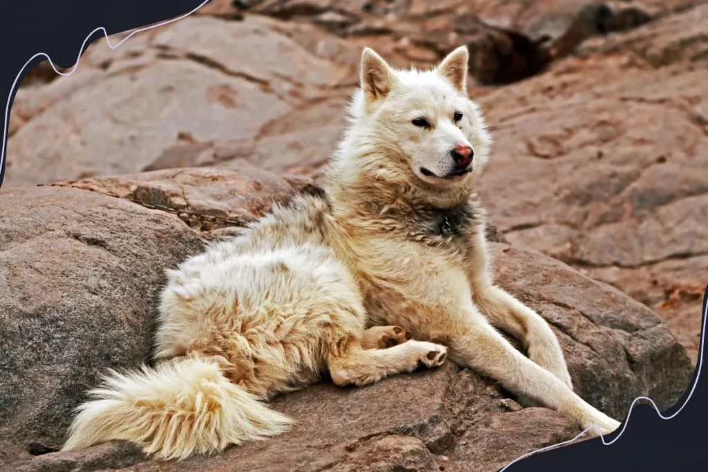 Greenland Dog