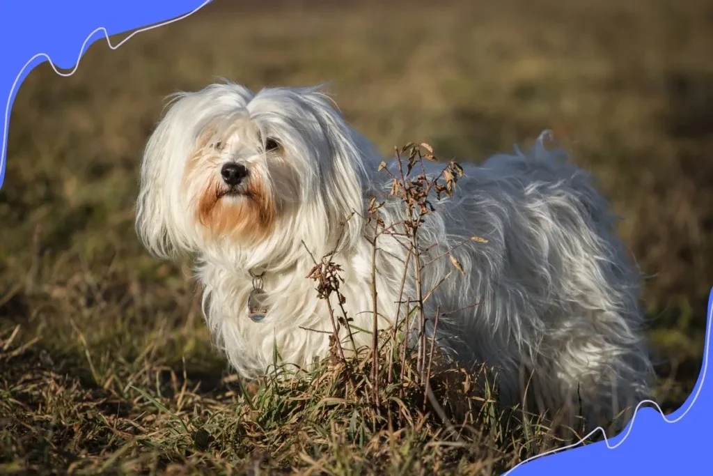 Havanese White