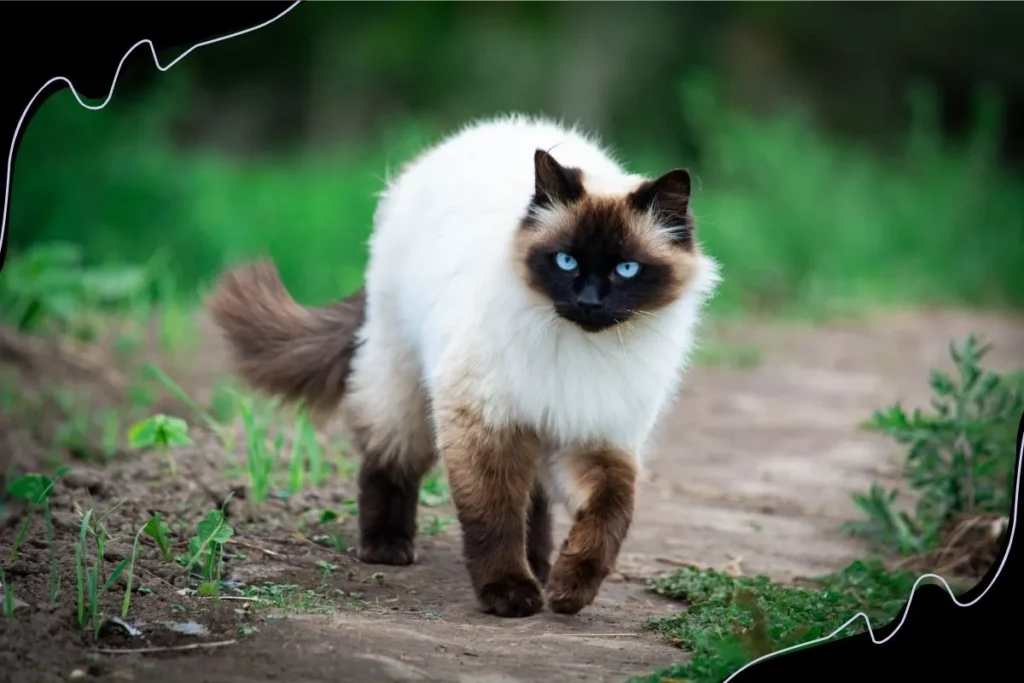 Himalayan Siamese Cats