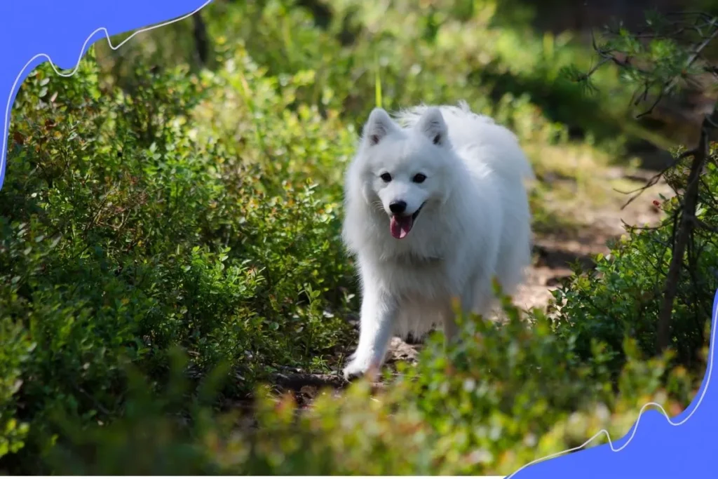 Japanese Spitz