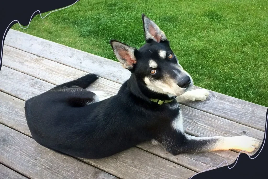 Labrador Husky