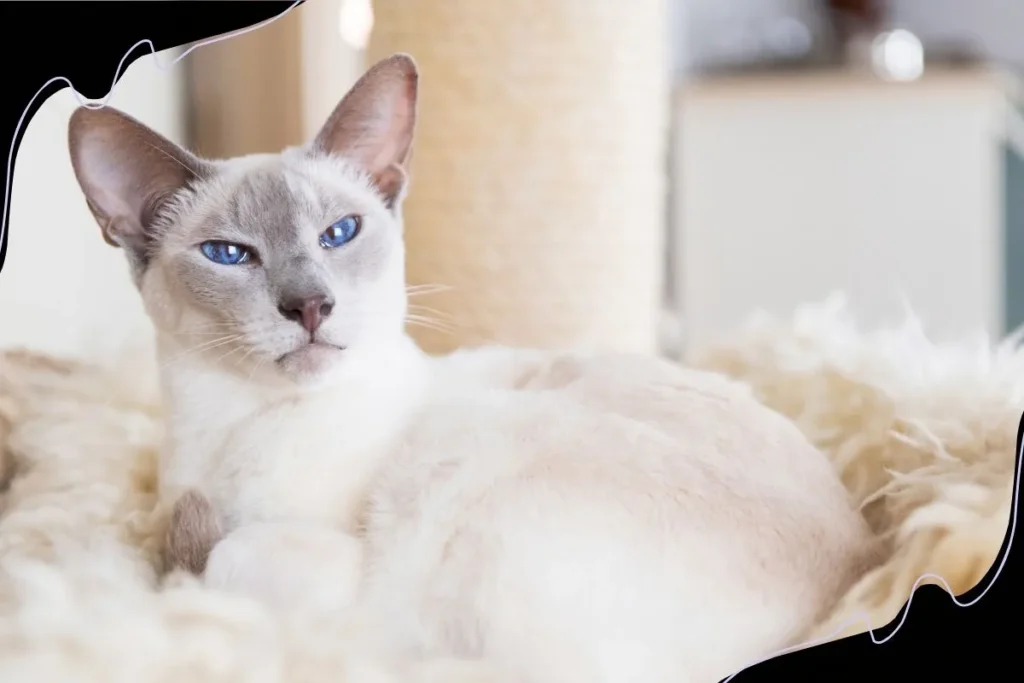 Lilac Point Siamese Cats