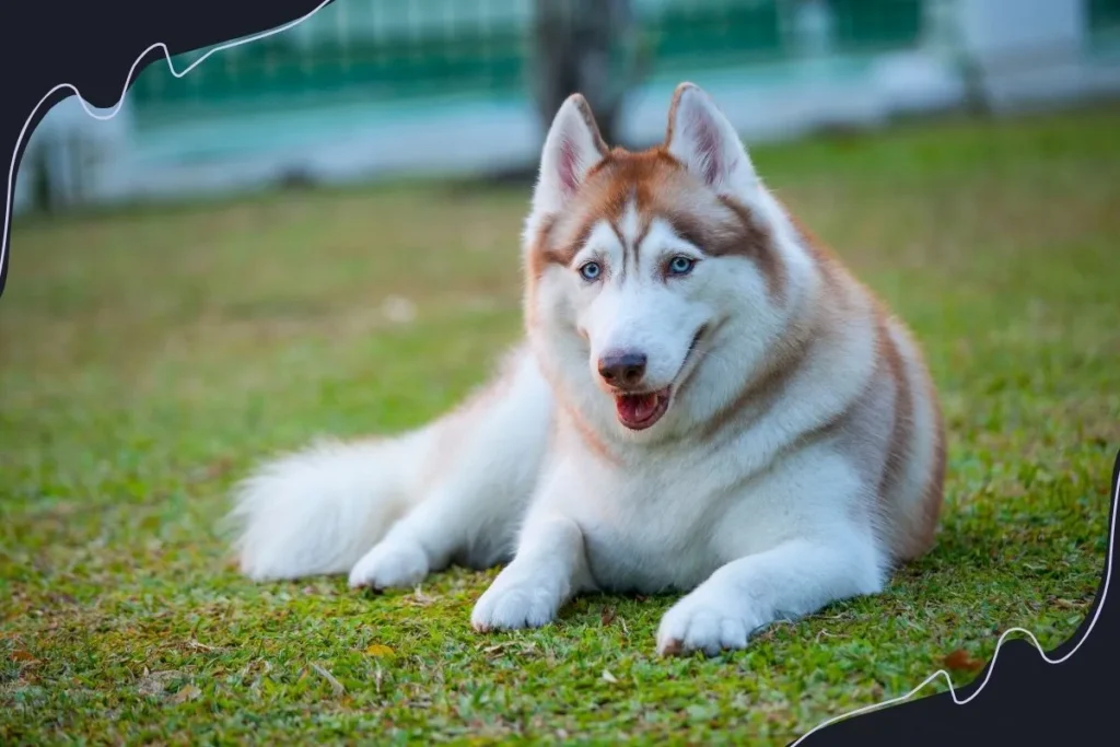 Mackenzie River Husky