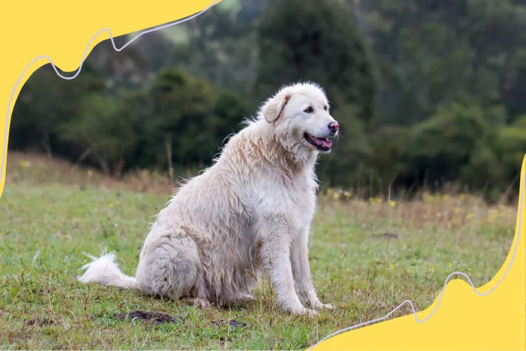 Maremma Sheep dog