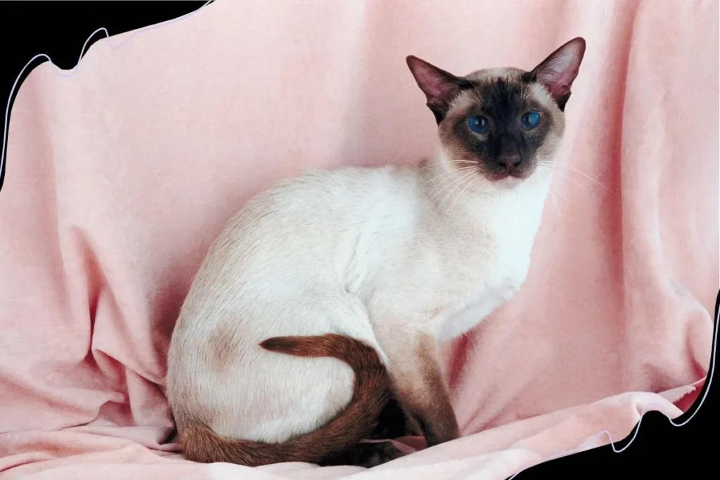 Modern Siamese Cats