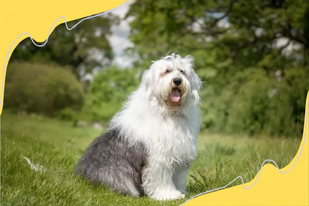 Old English Sheepdog