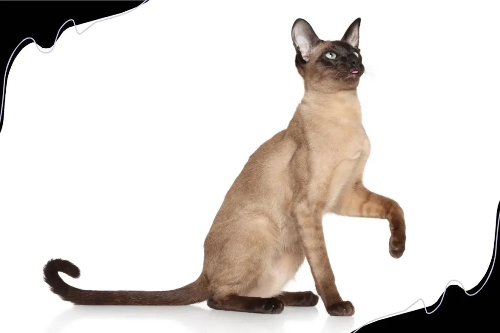 Oriental Siamese Cats