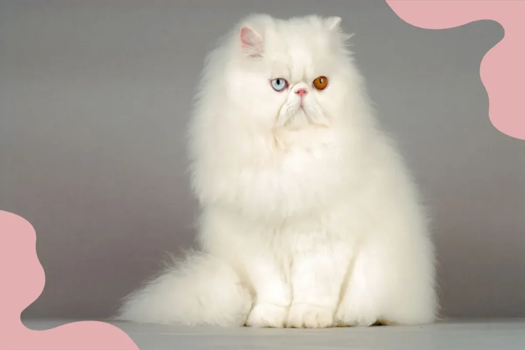 Persian Cat