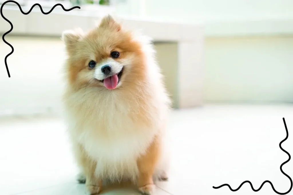 Pomeranian