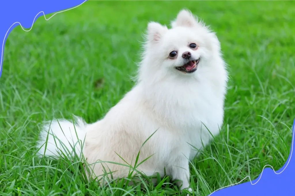 Pomeranian White