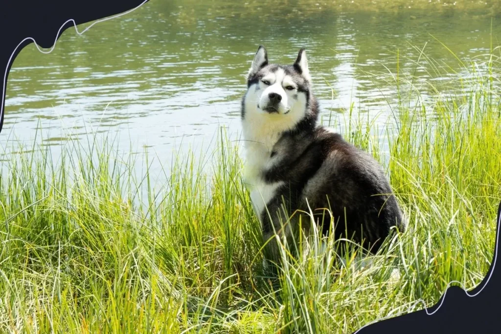 Sakhalin Husky