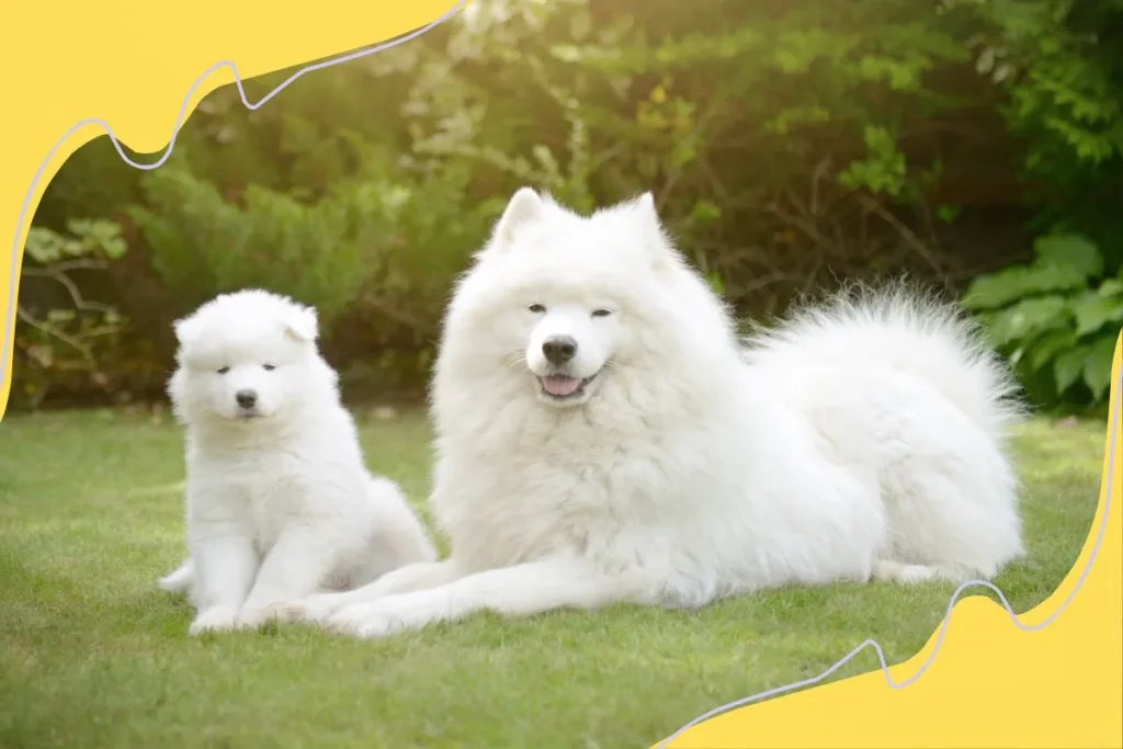 Samoyed