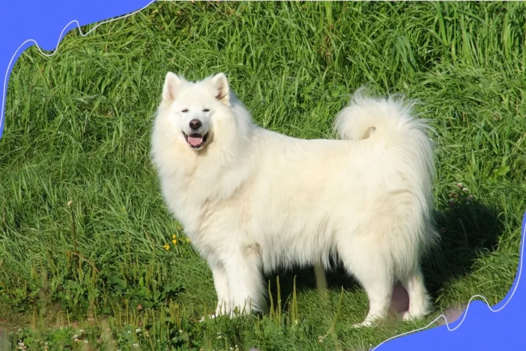 Samoyed