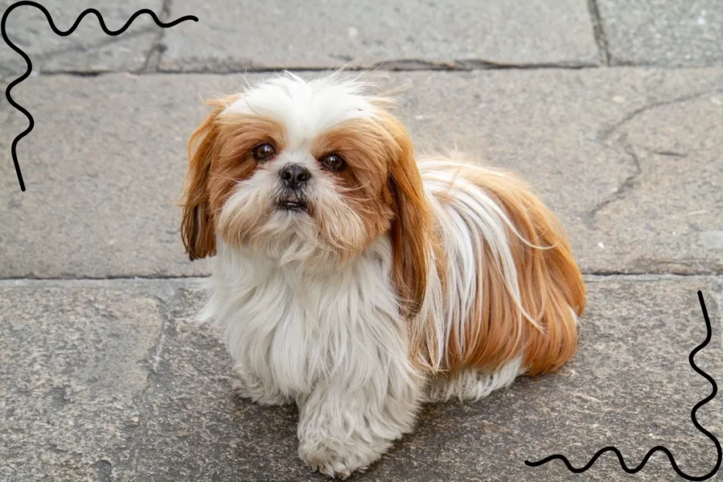 Shih Tzu