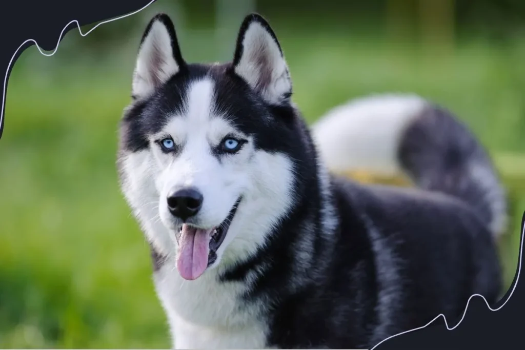 Siberian Husky