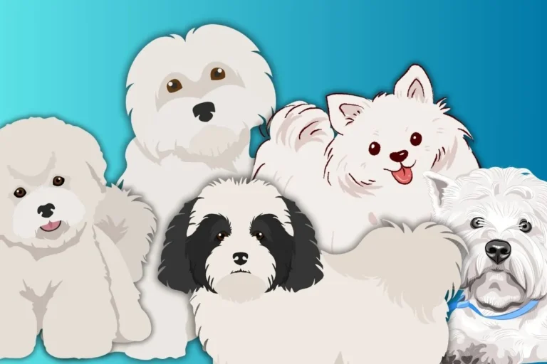 Small White Dog Breeds