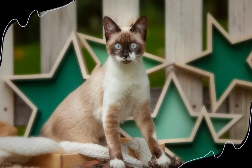 Snowshoe Siamese Cats