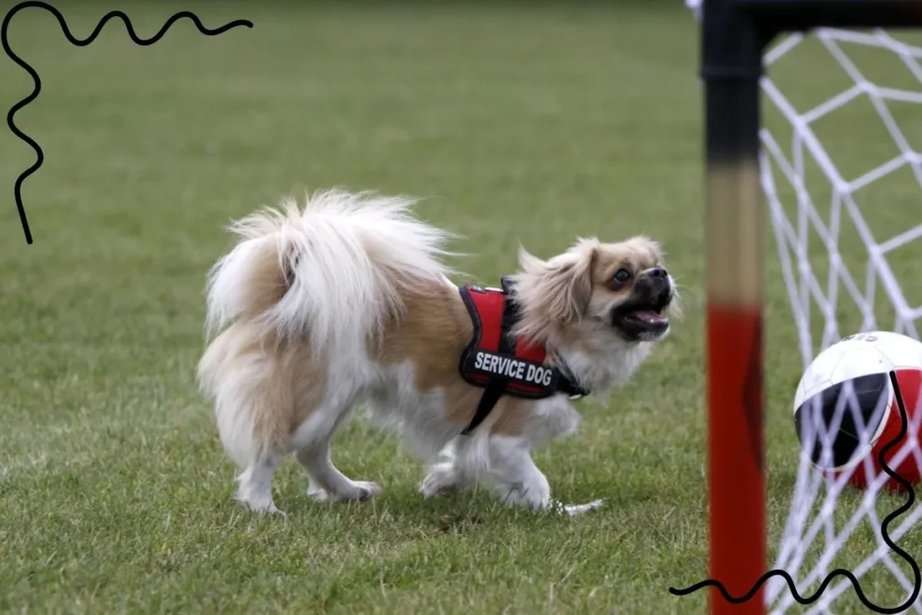 Tibetan Spaniel