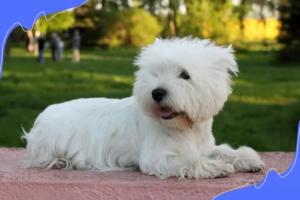 West Highland White Terrier