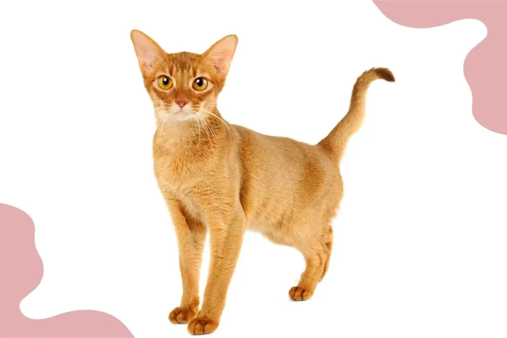 Abyssinian Cat