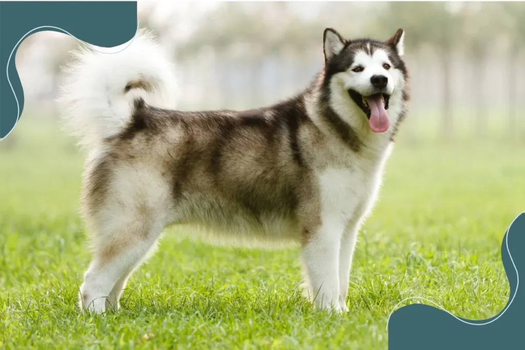 Alaskan Malamute