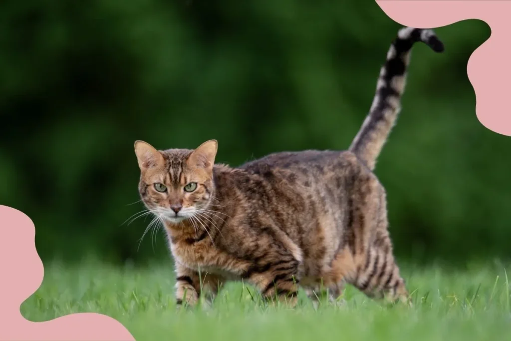 Bengal Cat