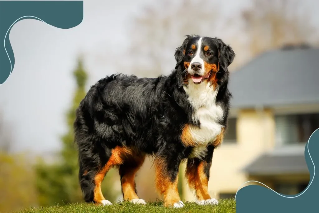 Bernese Mountain Dog