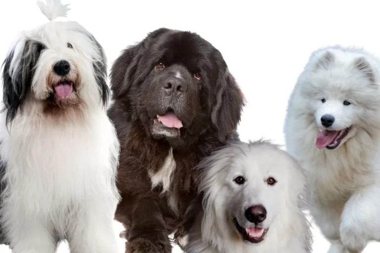 Big Fluffy Dogs