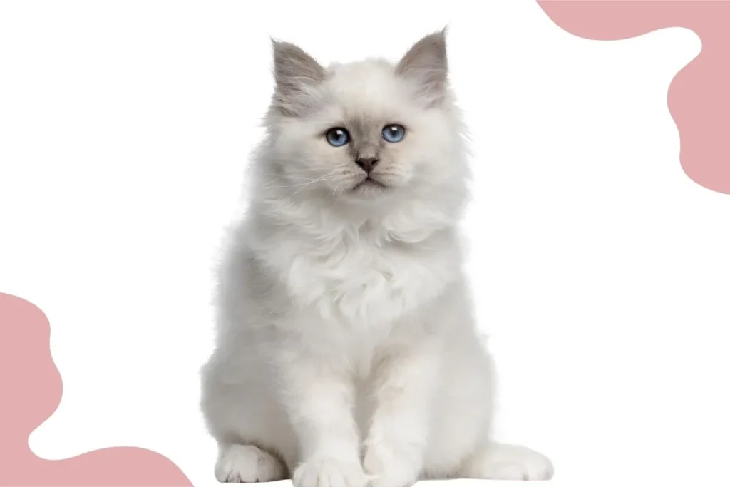 Birman Cat