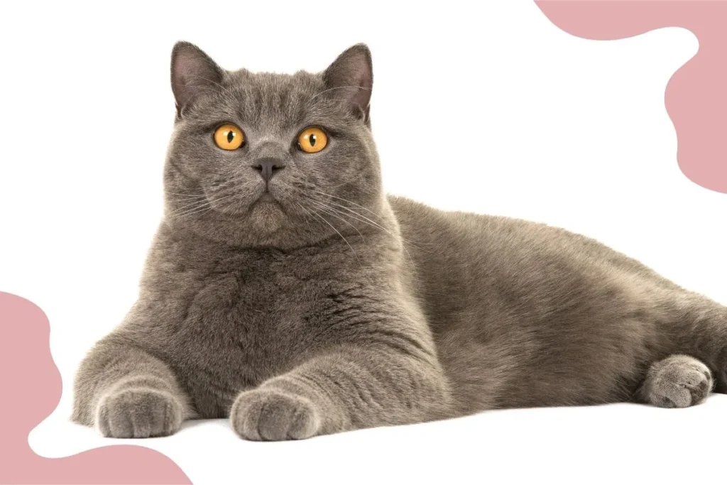 British Shorthair