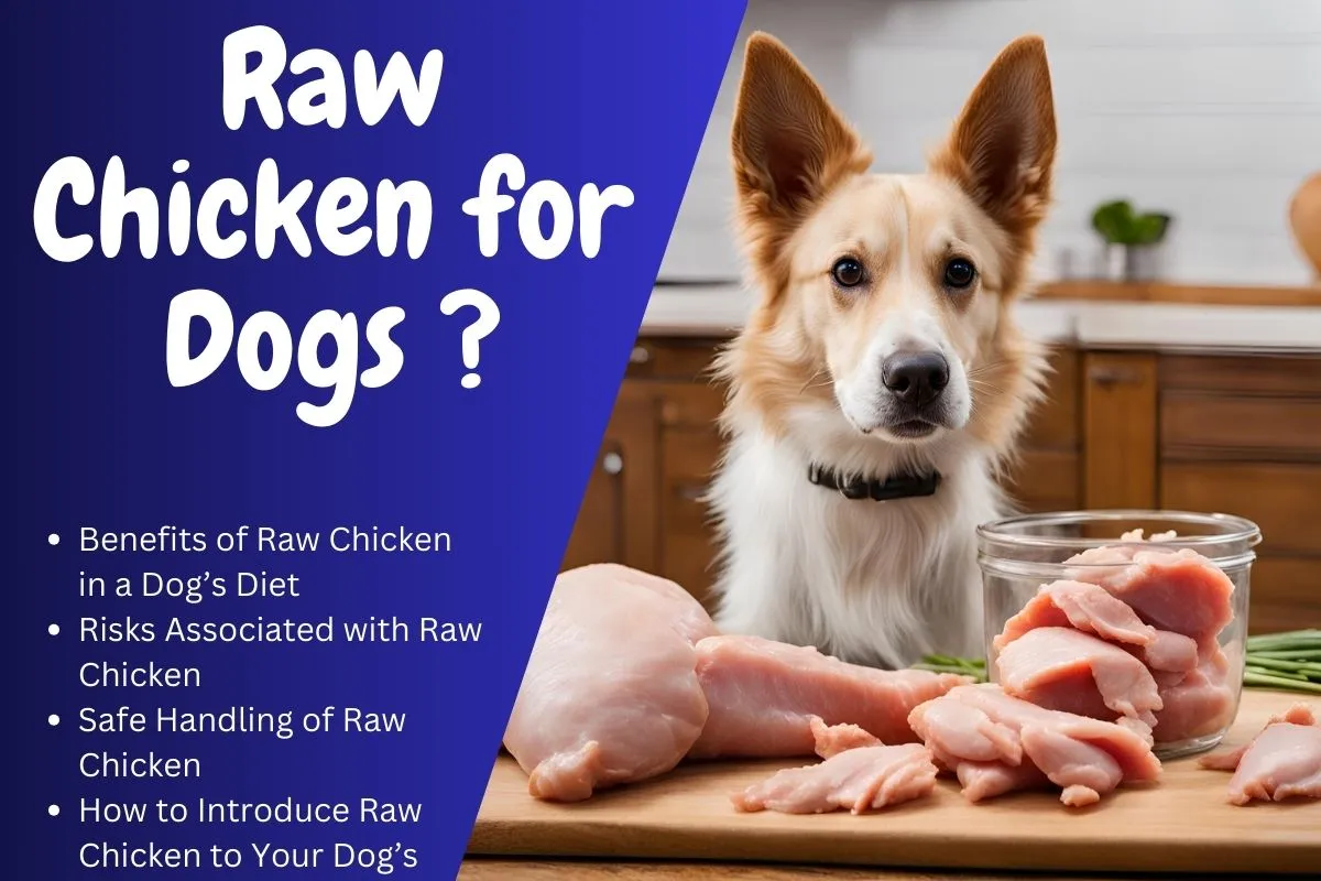 Can Dogs Eat Raw Chicken