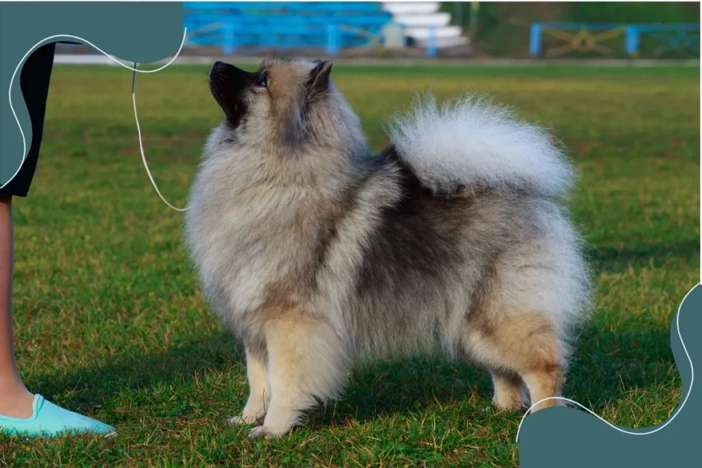 Keeshond