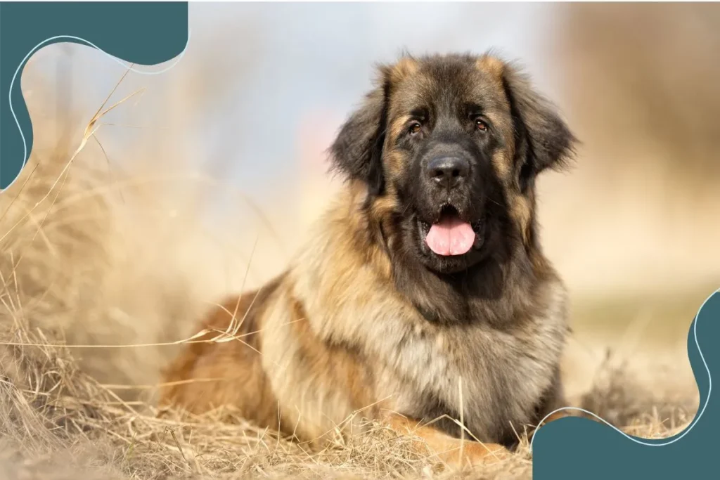 Leonberger