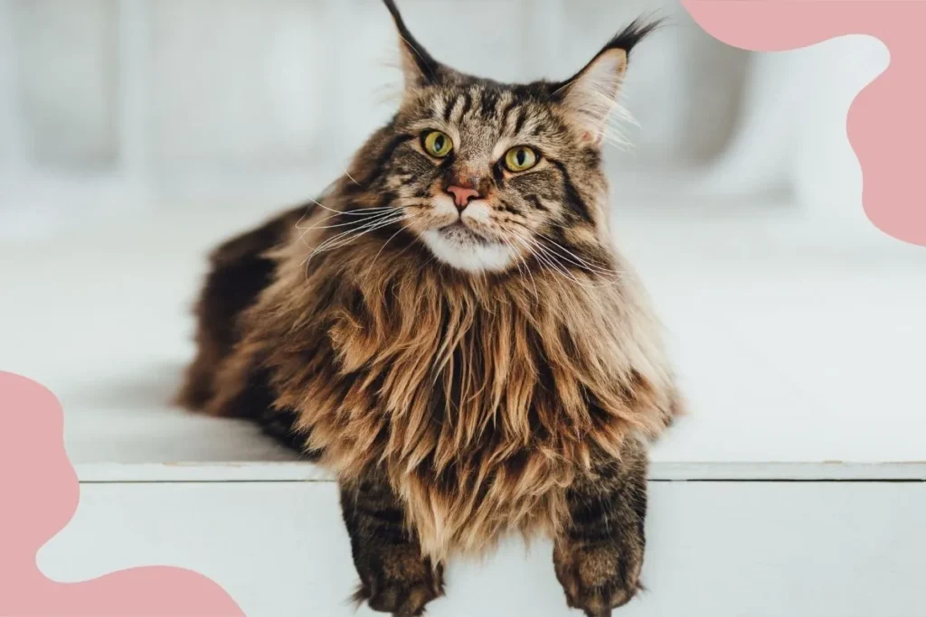 Maine Coon