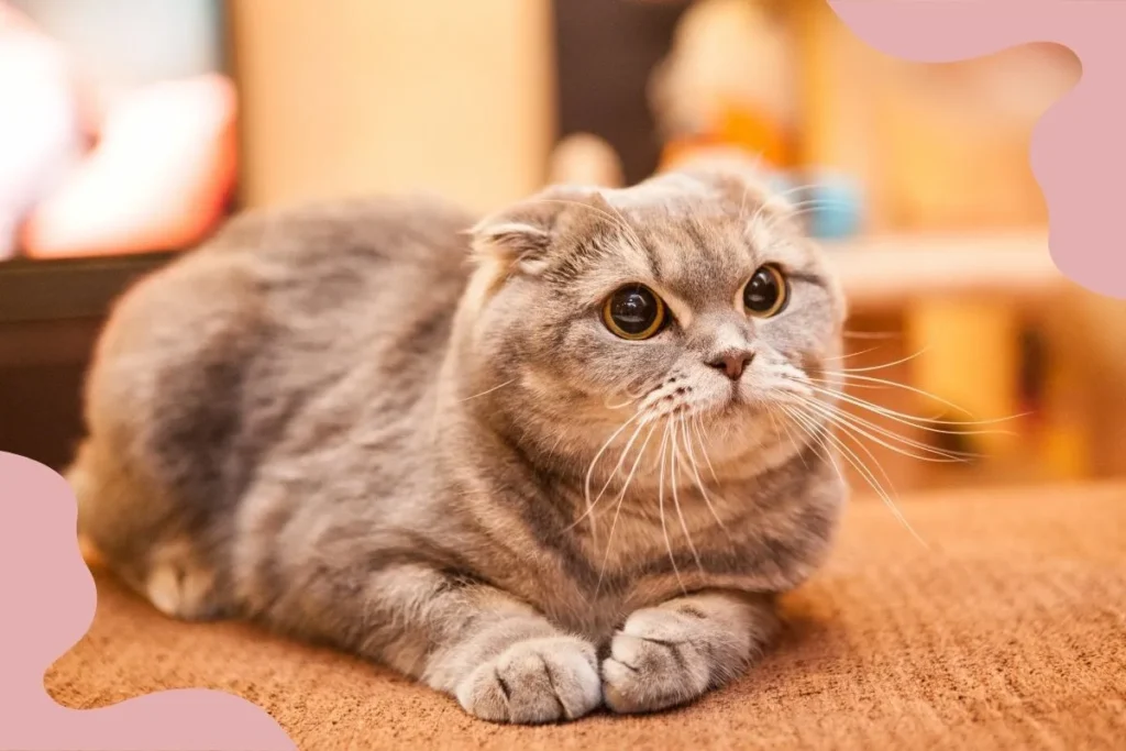 Scottish Fold