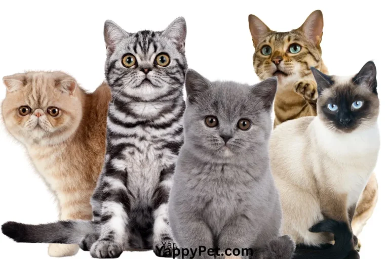 Short Haired Cat Breeds