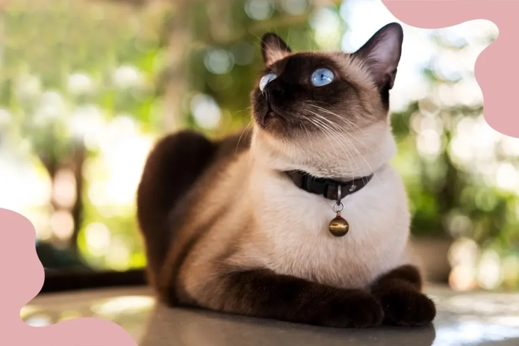 Siamese Cat